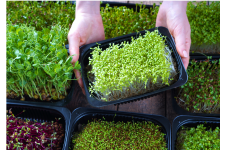 Logo for EdenGreen Logo for EdenGreen