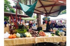 Logo for Sunny Springs Garden Logo for Sunny Springs Garden