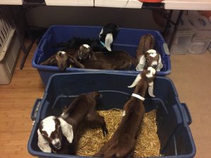 Terra Topia Goats | Kootenai County Farmers' Market