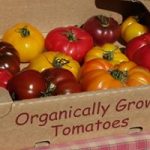 Deerfield Farms' Tomatoes