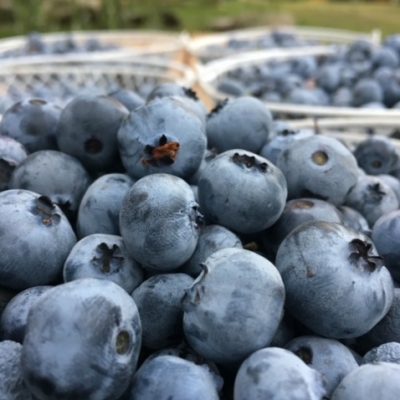 Blueberries, Huckleberries and Raspberries… OH MY!