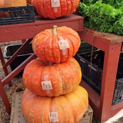 Shop September’s Harvest Bountiful