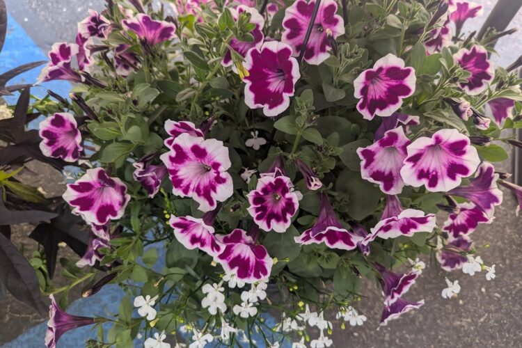 Treat Your Mom to Local This Weekend!