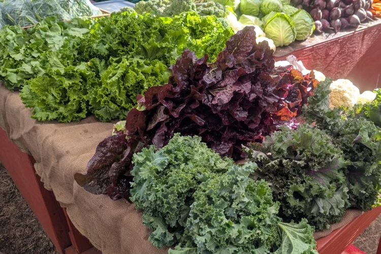 Welcome to Summer at the Market