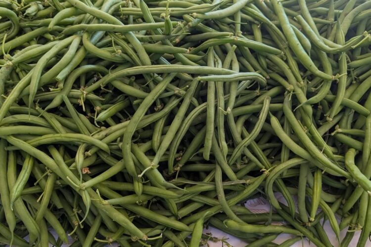 Come Spend Labor Day Weekend with Local Farmers + Vendors