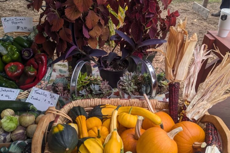 Pumpkins, Turkeys & Biscuits, Oh My!